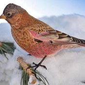 Brown-capped Rosy-Finch